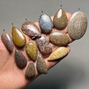 May include: A collection of polished dinosaur bone cabochons in various shapes and colors. The stones display intricate patterns of browns, tans, and reds, with some featuring blue and yellow hues. These unique stones are ideal for jewelry making or collecting.