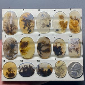 Op de afbeelding: Een verzameling van veertien dendrietagaat cabochons in verschillende ovale en rechthoekige vormen. De doorschijnende stenen tonen ingewikkelde, boomachtige insluitsels in tinten bruin, zwart en geel tegen een heldere of melkachtige achtergrond. Een Amerikaanse nikkelmunt is inbegrepen ter groottevergelijking.