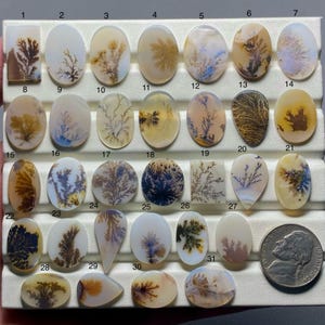 May include: A selection of dendritic agate cabochons in diverse forms, such as oval, teardrop, and rectangular. The stones showcase detailed, fern-like designs in hues of brown, black, and yellow set against a translucent white or cream backdrop. A coin is included for size comparison.