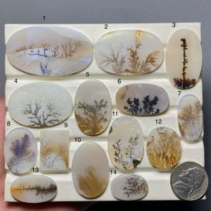May include: A selection of fourteen dendritic agate cabochons in diverse shapes, such as oval and rectangular. The stones showcase detailed, tree-like patterns in brown, black, and white hues, set against a translucent backdrop. A coin is included for size reference.