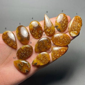 Puede incluir: Una colección de doce fósiles de amonitas pulidas de color ámbar, cada una con patrones y formas únicas. Los fósiles varían en tamaño y se muestran sobre un fondo neutro. Las intrincadas estructuras internas son visibles, mostrando la belleza natural de estas antiguas criaturas marinas.
