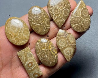 Fossil Coral A One Quality 100% Natural Fossil Coral Cabochon Loose Gemstone For Making Jewelry Code SF-681