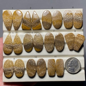May include: A collection of polished fossil coral cabochons in various shapes, including teardrop, oval, and rectangular. The stones display a natural pattern of small, circular holes in shades of tan and brown. A US nickel is included for size reference.