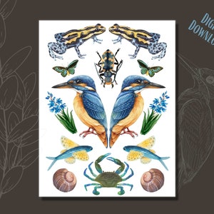Biglietto d'auguri vuoto A2 Kingfisher Bird / Stampa a casa / Illustrazione disegno vintage / Arte di storia naturale