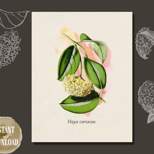 Printable Art | Hoya coriacea | Watercolor illustration | Antique botanical print | Print at Home