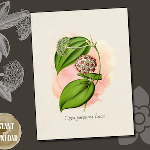 Afdrukbare kunst | Hoya purpurea fusca | Aquarelillustratie | Antieke botanische print | Thuis afdrukken