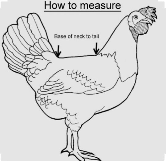 Handmade Padded Chicken Saddle Pattern Hen Saddle Pattern & Etsy