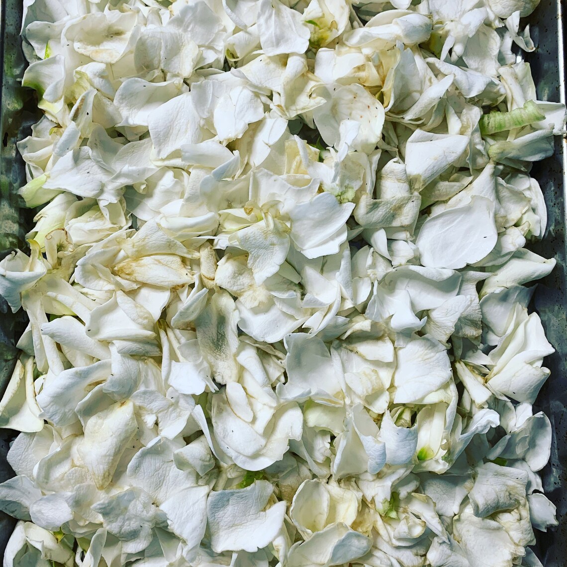 Dried Gardenia Petals Etsy