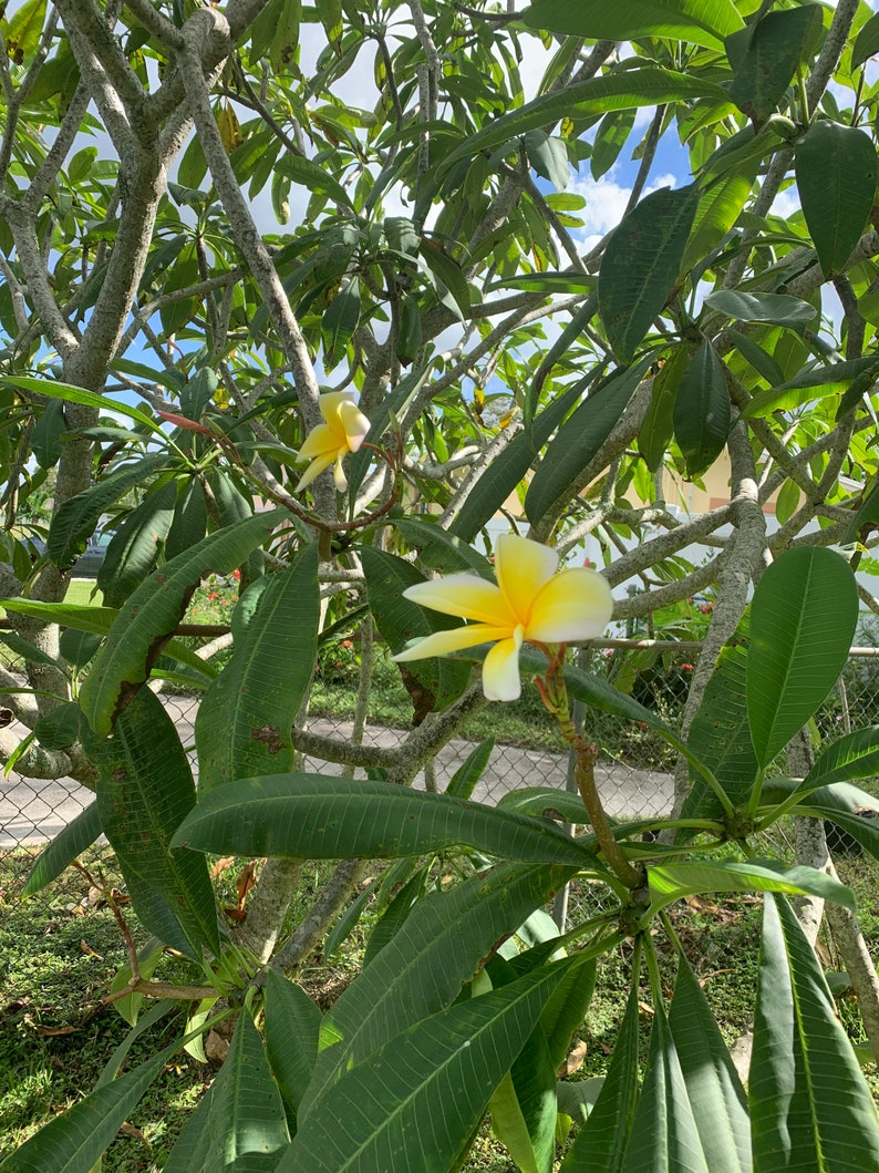 Plumeria Dried Petals image 2