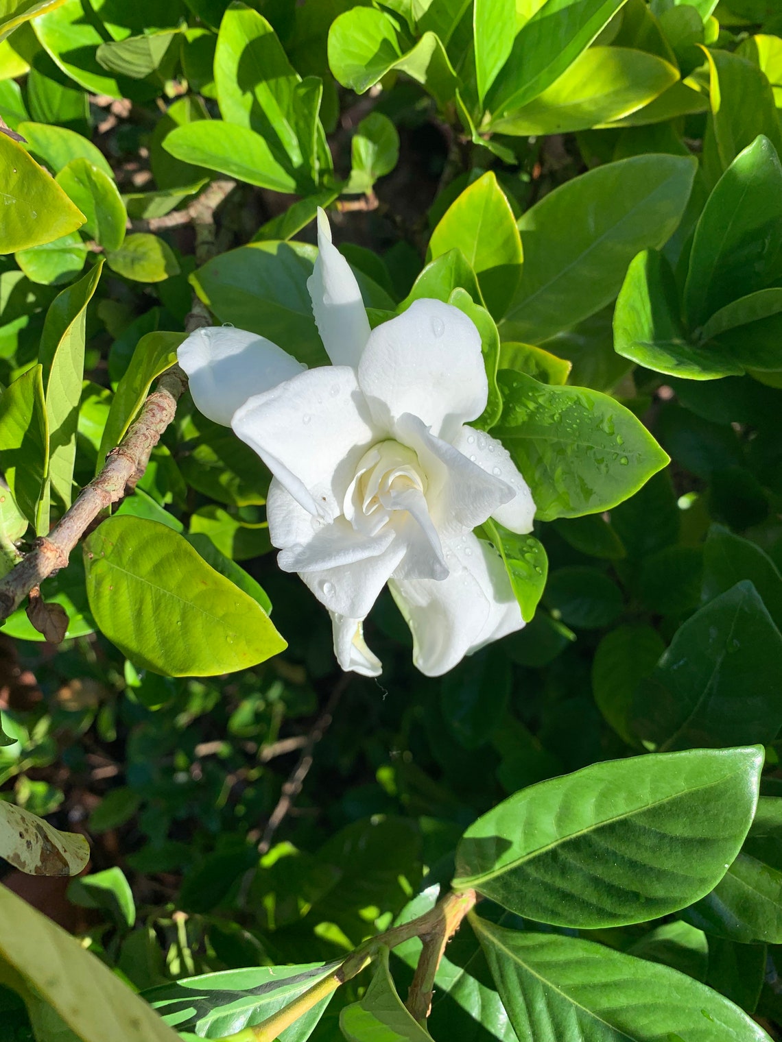 Dried Gardenia Petals Etsy
