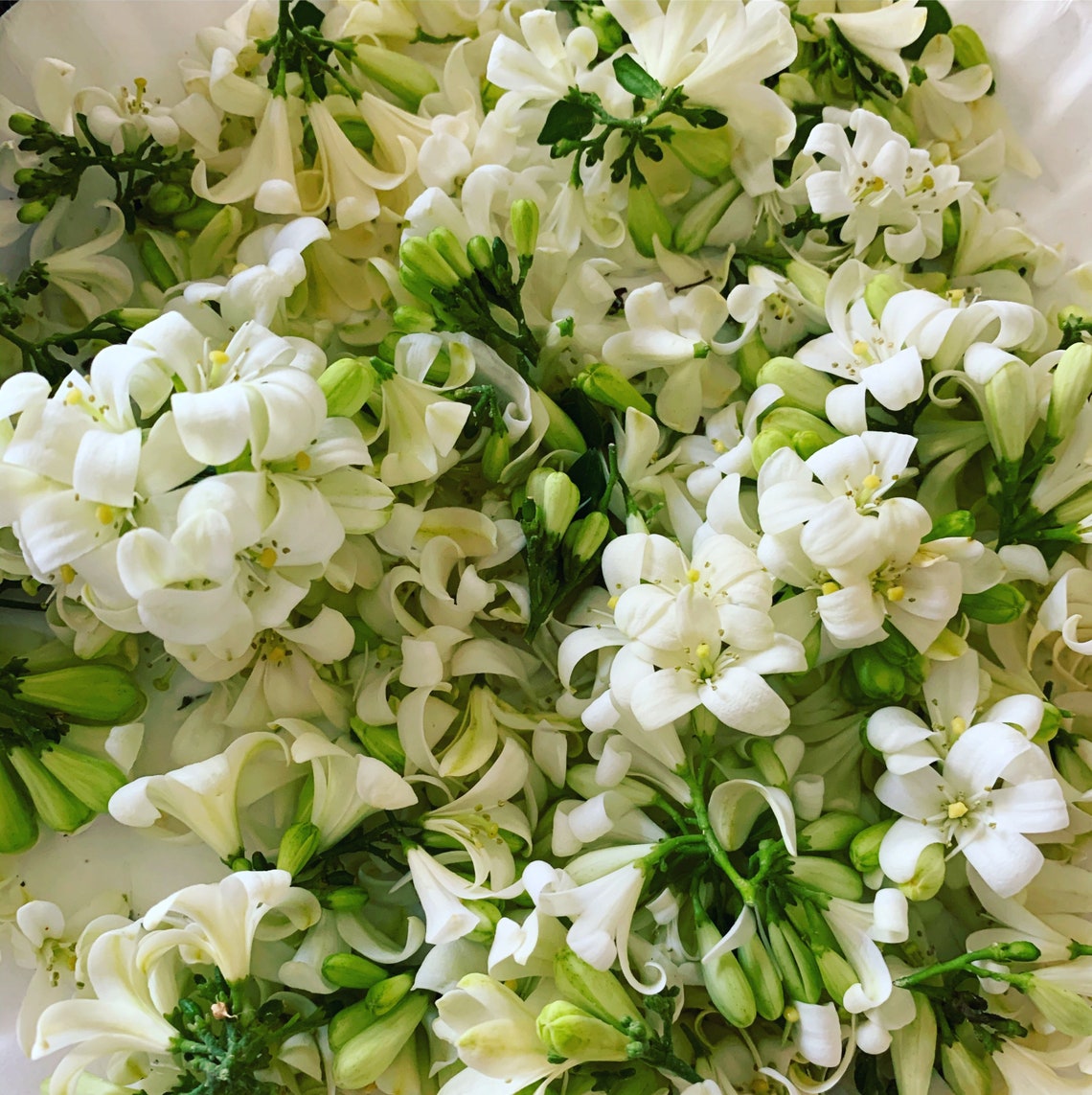 Jasmine Dried Flowers Etsy