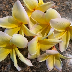 Plumeria Dried Petals image 3