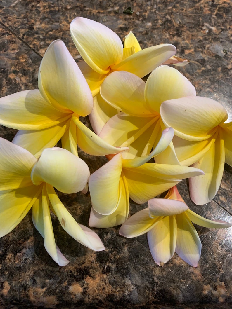 Plumeria Dried Petals image 3