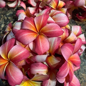 Plumeria Dried Petals image 4