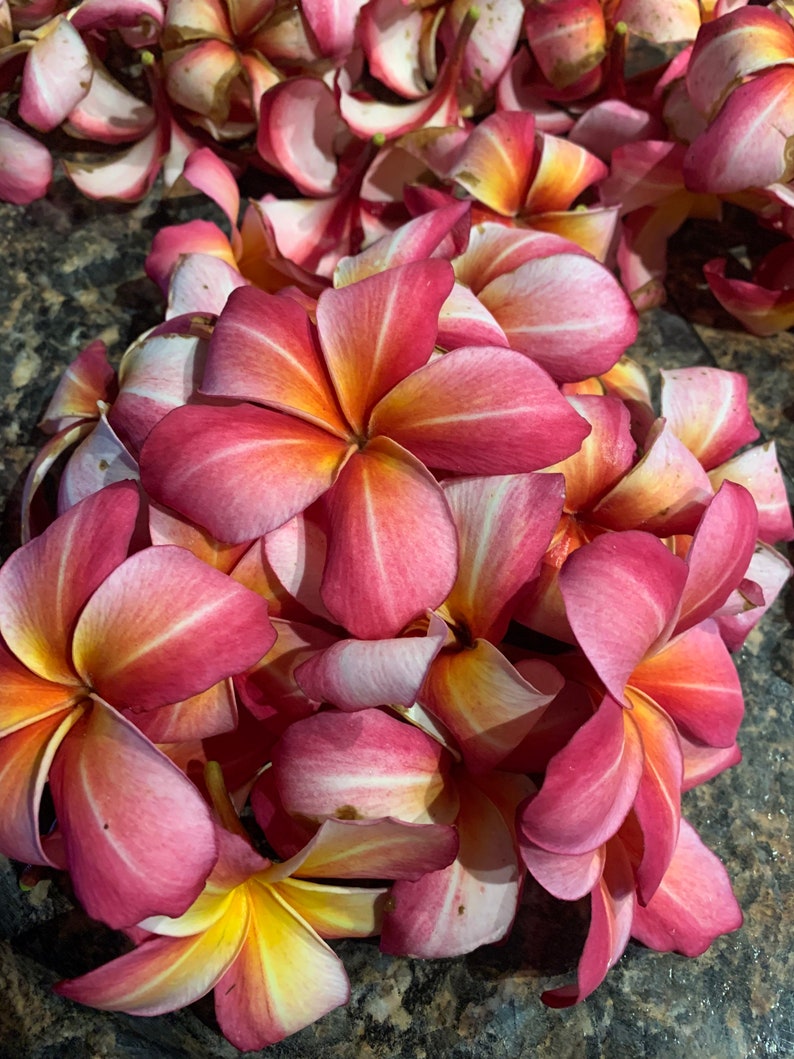 Plumeria Dried Petals image 4