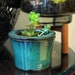 see more listings in the Self-watering Planter section