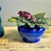 see more listings in the Self-watering Planter section