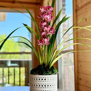 May include: A potted orchid plant with pink flowers in a white ceramic pot with a decorative pattern. The pot has a small base.