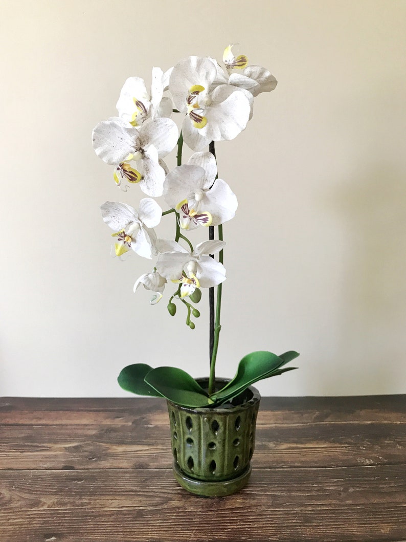 May include: A white orchid plant with yellow and purple accents in a green ceramic pot with a decorative pattern.