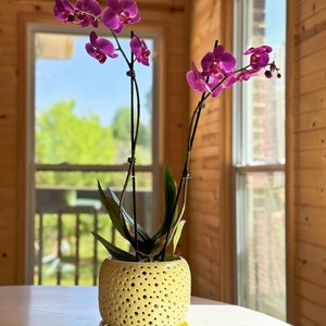 May include: A potted orchid plant with pink flowers in a yellow ceramic pot with holes. The pot has a matching saucer.