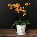 see more listings in the Orchid Planter section