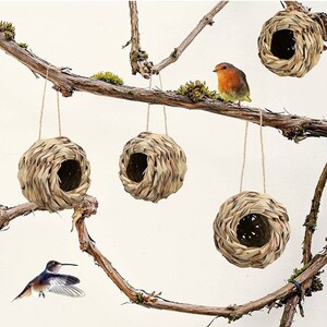 May include: Four brown woven bird nests hanging from tree branches. The nests are made of natural materials and have a round shape with a hole in the front.