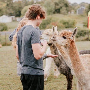 May include: A young person feeds two alpacas from their hand. The alpacas are brown and white and have fluffy fur. The person is wearing a grey t-shirt and black pants.