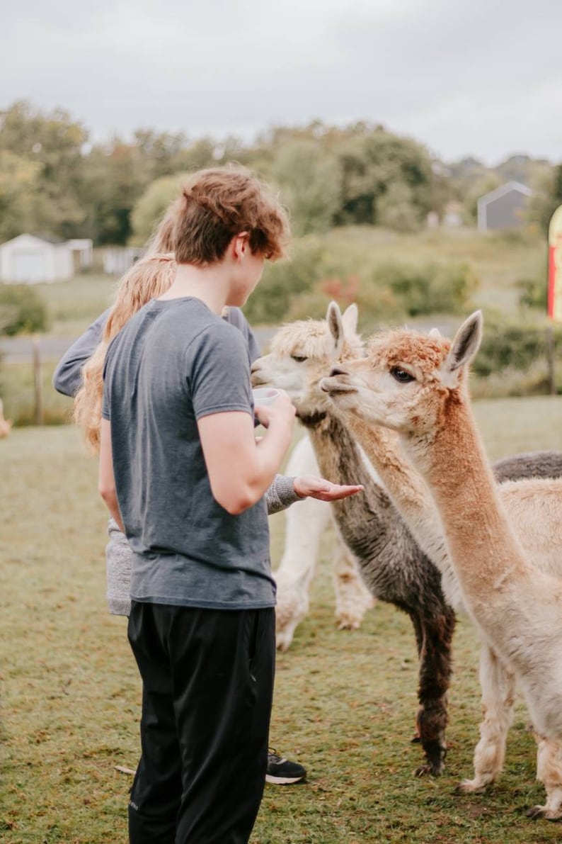May include: A young person feeds two alpacas from their hand. The alpacas are brown and white and have fluffy fur. The person is wearing a grey t-shirt and black pants.
