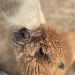 May include: A close-up of a brown alpaca with fluffy fur looking up. The alpaca's face is visible, with a large, dark nose and soft, brown eyes.