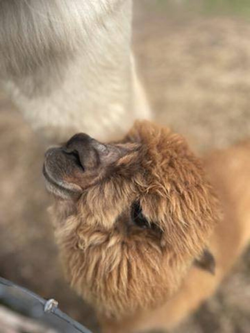 May include: A close-up of a brown alpaca with fluffy fur looking up. The alpaca's face is visible, with a large, dark nose and soft, brown eyes.