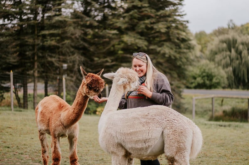 May include: A woman wearing a grey sweater and sunglasses smiles while petting a white alpaca. A brown alpaca stands nearby in a grassy field.