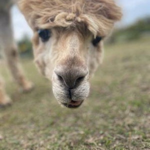 May include: Close-up of a brown and white alpaca's face. The alpaca has fluffy brown hair and is looking directly at the camera.