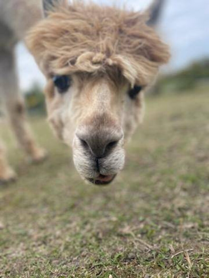 May include: Close-up of a brown and white alpaca's face. The alpaca has fluffy brown hair and is looking directly at the camera.