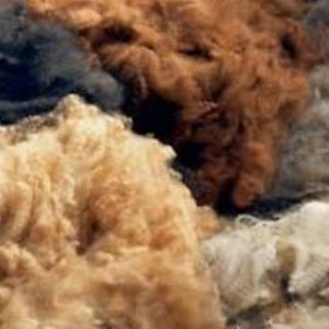 Raw unwashed alpaca fleece, 6 oz alpaca fleece to refill nesting balls & cages