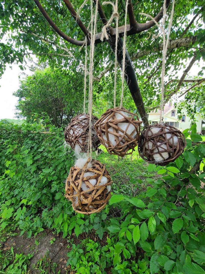 May include: Four brown twig balls hanging from a tree branch with white cotton filling inside. The balls are suspended by twine.