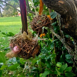 Grapevine bird nester & feeder,  Bird nest, Nesting supplies, Garden decor, Hummingbird