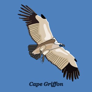 Puede incluir: Un buitre de Cabo Griffon marrón y blanco con puntas de alas negras vuela contra un cielo azul. La cabeza del ave está girada hacia un lado y su pico está abierto. El texto "Cape Griffon" está escrito debajo del ave.