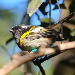 May include: A small, black, white and yellow bird with a long, thin beak perched on a branch. The bird has a blue band on its leg.