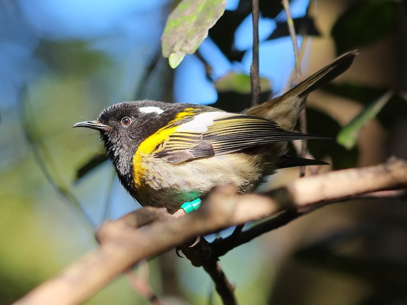 May include: A small, black, white and yellow bird with a long, thin beak perched on a branch. The bird has a blue band on its leg.