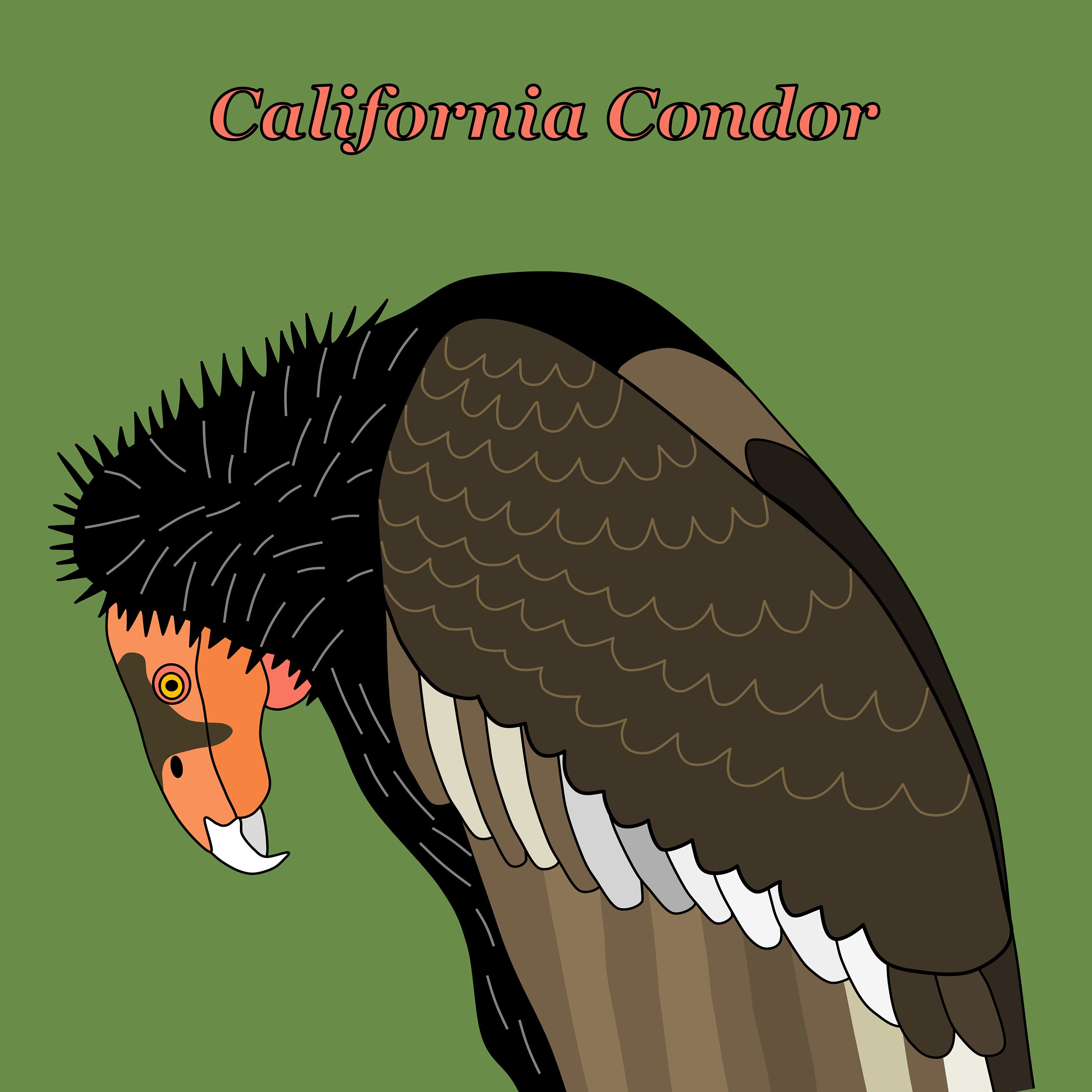 Digital Graphic Image Clipart of the California Condor, PNG