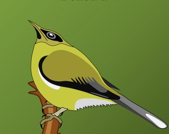 8600 Koleksi Gambar Burung Pleci Kartun Terbaru