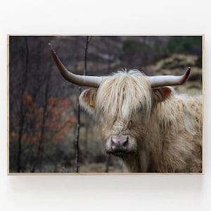 Highland Cow Print, Scottish Highland Cow, Farmhouse Decor, Printable Wall Art, Bull Photo, Digital Cow Wall Art, Highland Cow Printable Art