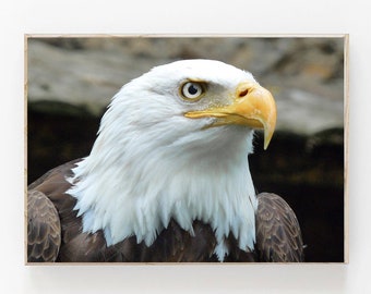 Bald Eagle Print, American Eagle Wall Art Poster, Boys Room Decor, Bird Animal Photo, American Eagle Print, Eagle Art Print, Bird of Prey