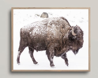 Bison Print, Buffalo Wall Art, Buffalo Print, American Bison Print, Southwestern Wall Art, Farmhouse Print, Wilderness Animal Print