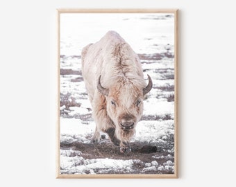 May include: A white bison with large horns stands in a snowy field. The bison is facing the camera and has a serious expression.