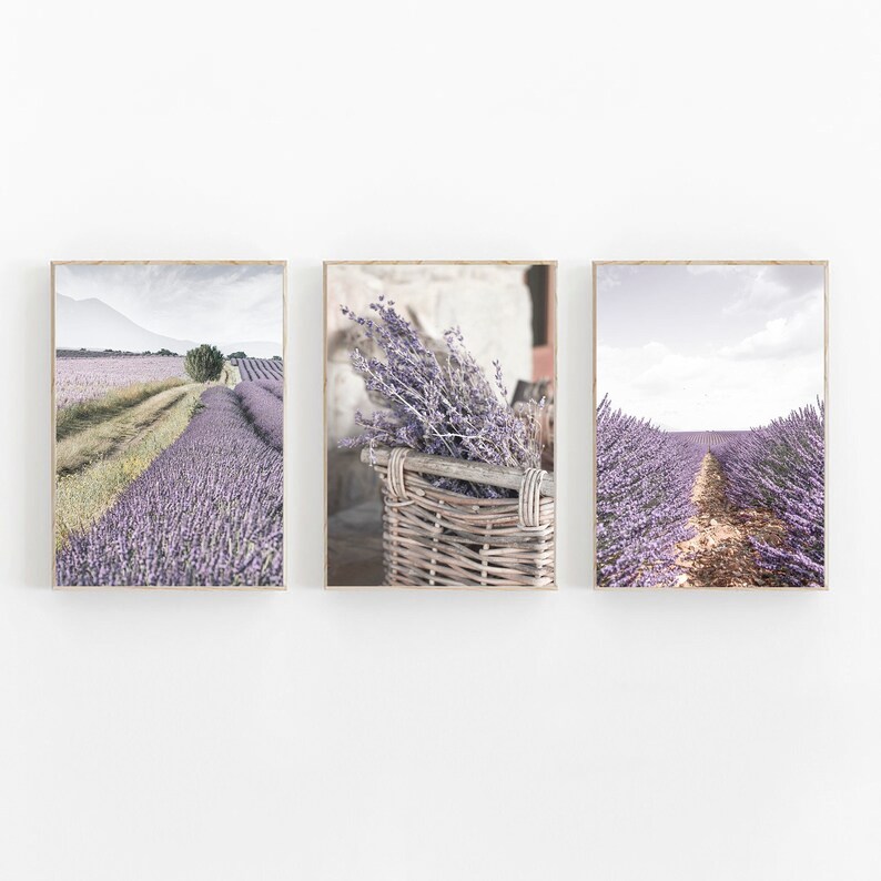 Puede incluir: Tres impresiones enmarcadas de campos de lavanda en la Provenza, Francia. La primera impresi&oacute;n muestra un campo de lavanda con un camino de tierra que lo atraviesa. La segunda impresi&oacute;n muestra un primer plano de una cesta llena de lavanda. La tercera impresi&oacute;n muestra un campo de lavanda con un camino de tierra que lo atraviesa.