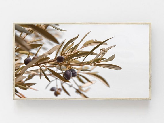 Olive Tree Print, Samsung Frame TV Art, Botanical Digital Art, Art for TV, Frame Art TV, Olive Art Tv, Olive Branch,Art Frame,Samsung Art Tv