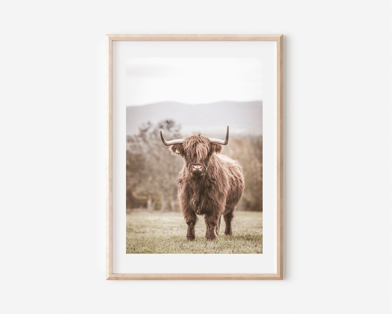 Peut inclure: Une vache Highland brune avec une fourrure longue et hirsute et de grandes cornes se tient dans un champ d'herbe verte. La vache regarde directement la cam&eacute;ra.
