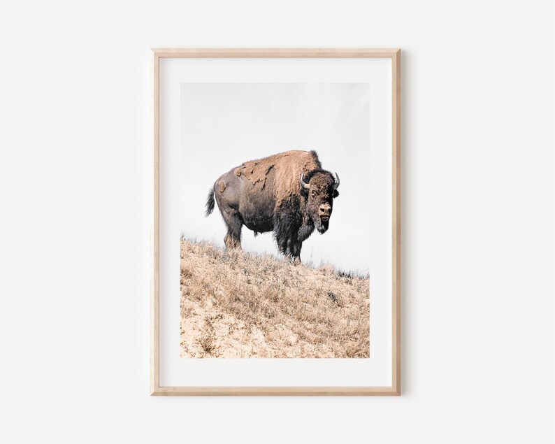 Bison Print Set of 3, Buffalo Print, Bison Print, Bison Wall Art ...