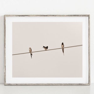 Swallow Print Swallow Poster Swallow Wall Art Bird Poster Barn Swallow Art Retro Swallow Print Printable Swallow Home Decor Nursery Print
